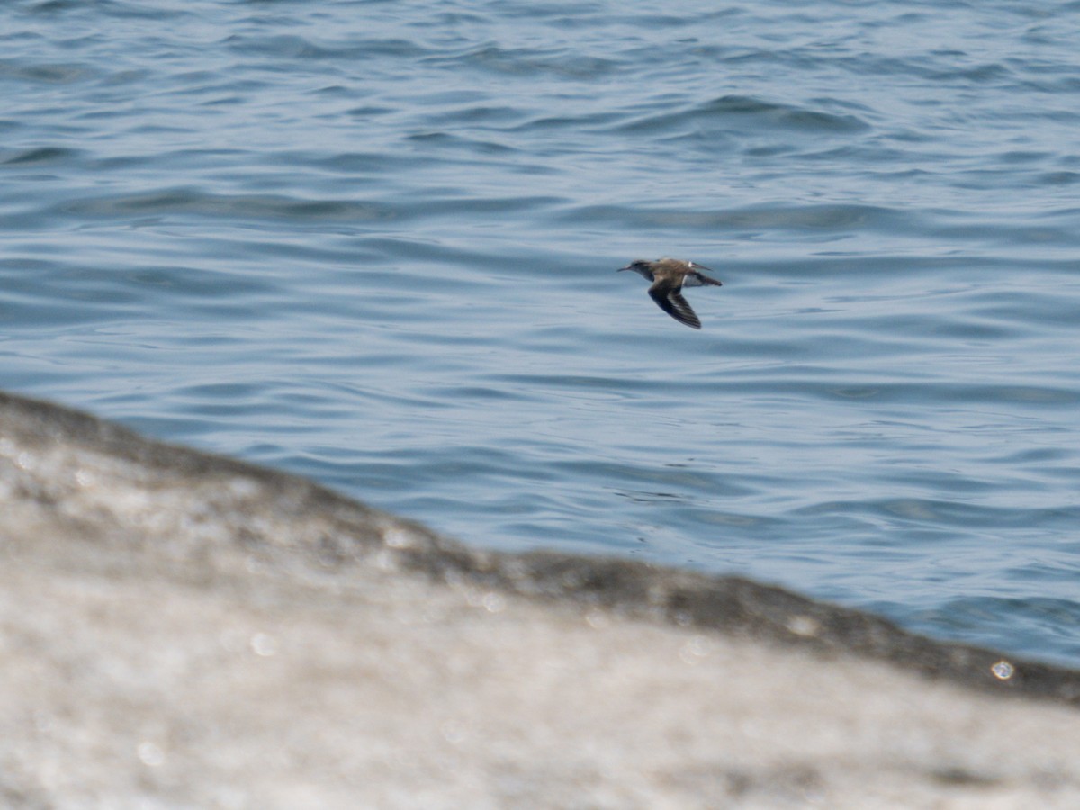 Spotted Sandpiper - ML621481879