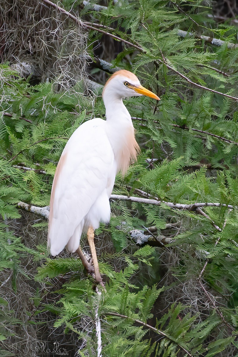 Western Cattle Egret - ML621481936