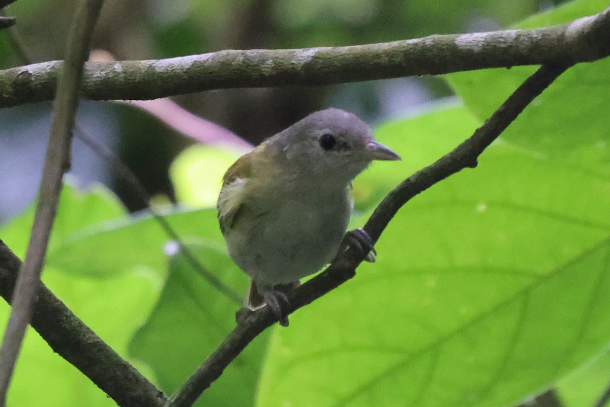 White-shouldered Tanager - ML621481937