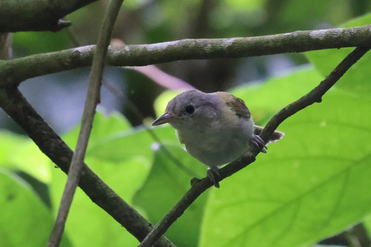 White-shouldered Tanager - ML621481938