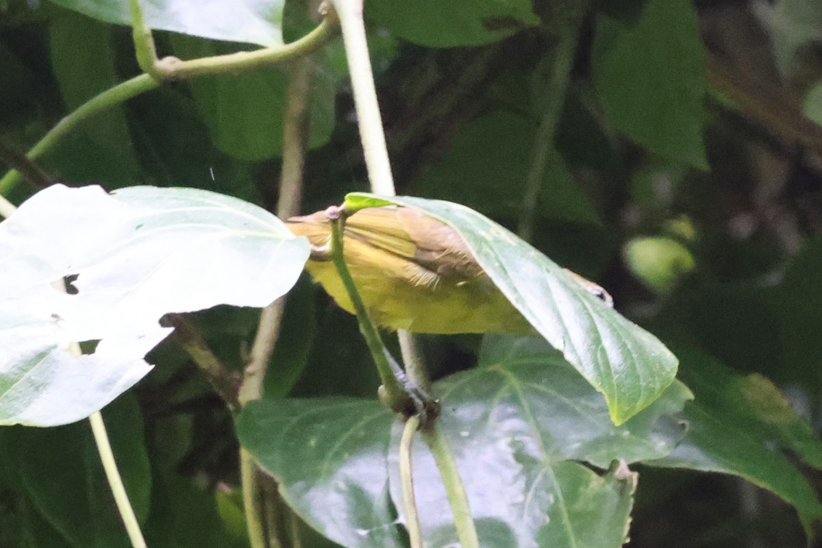 White-shouldered Tanager - Phil Kenny