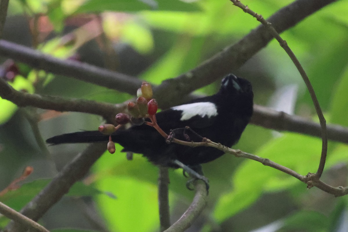 White-shouldered Tanager - ML621481940