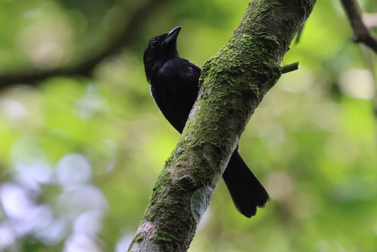 White-shouldered Tanager - ML621481941