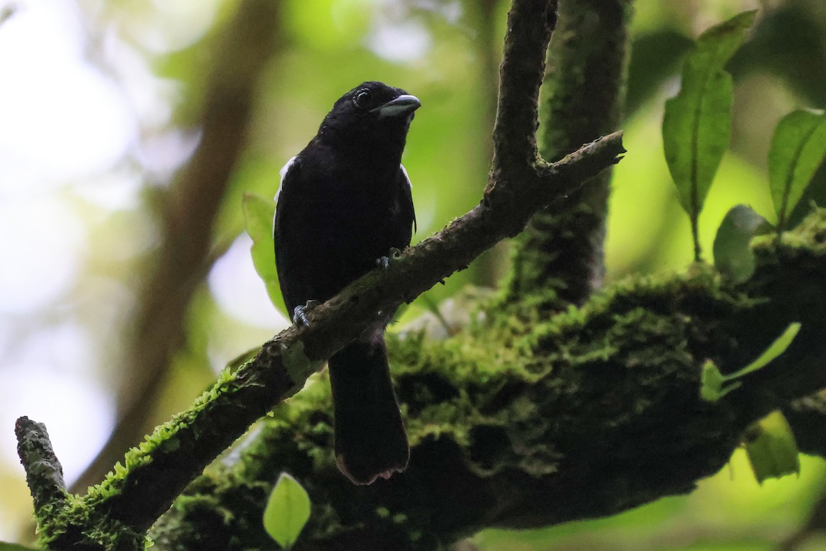 White-shouldered Tanager - ML621481942