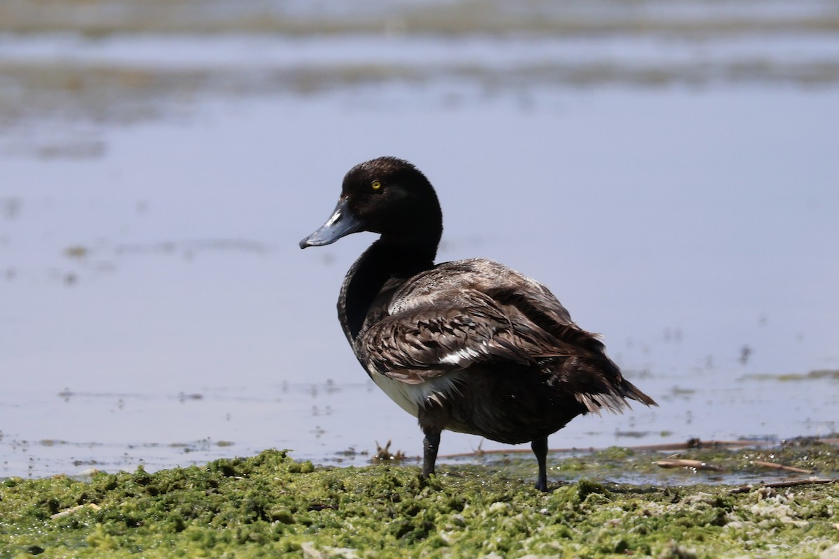 Greater Scaup - ML621482064