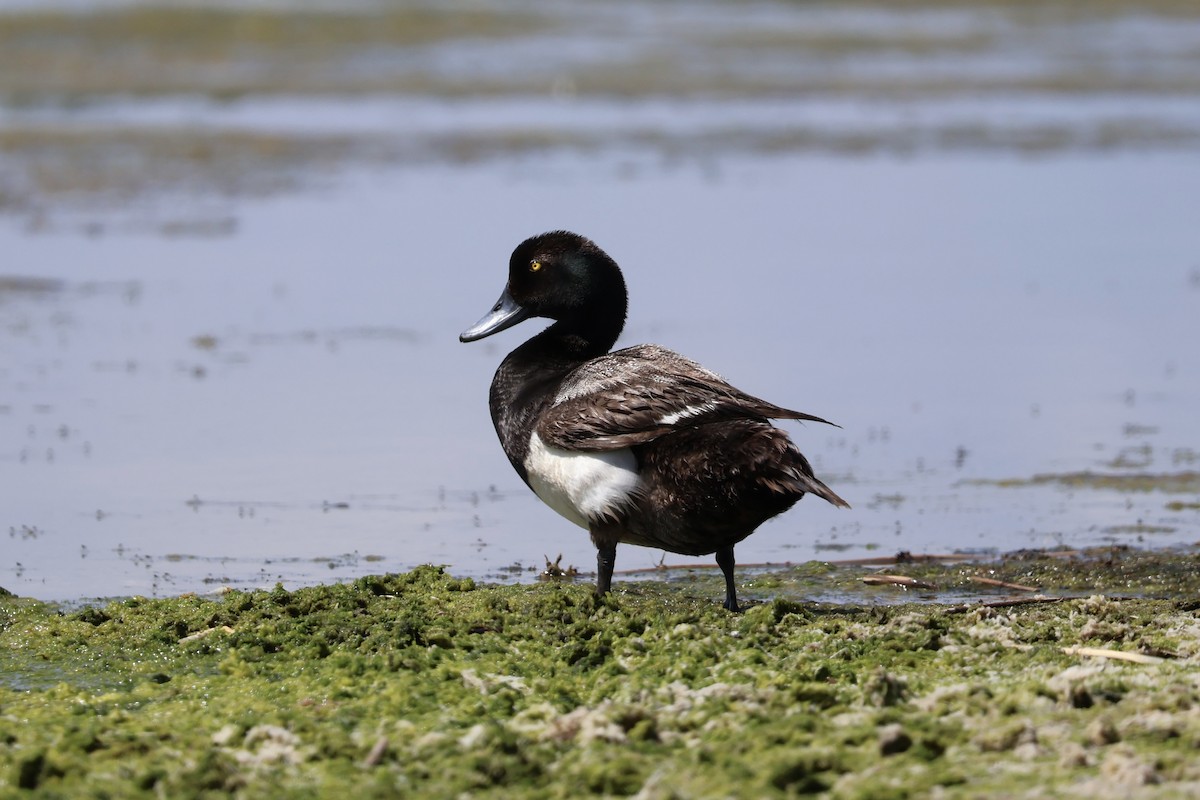 Greater Scaup - ML621482065