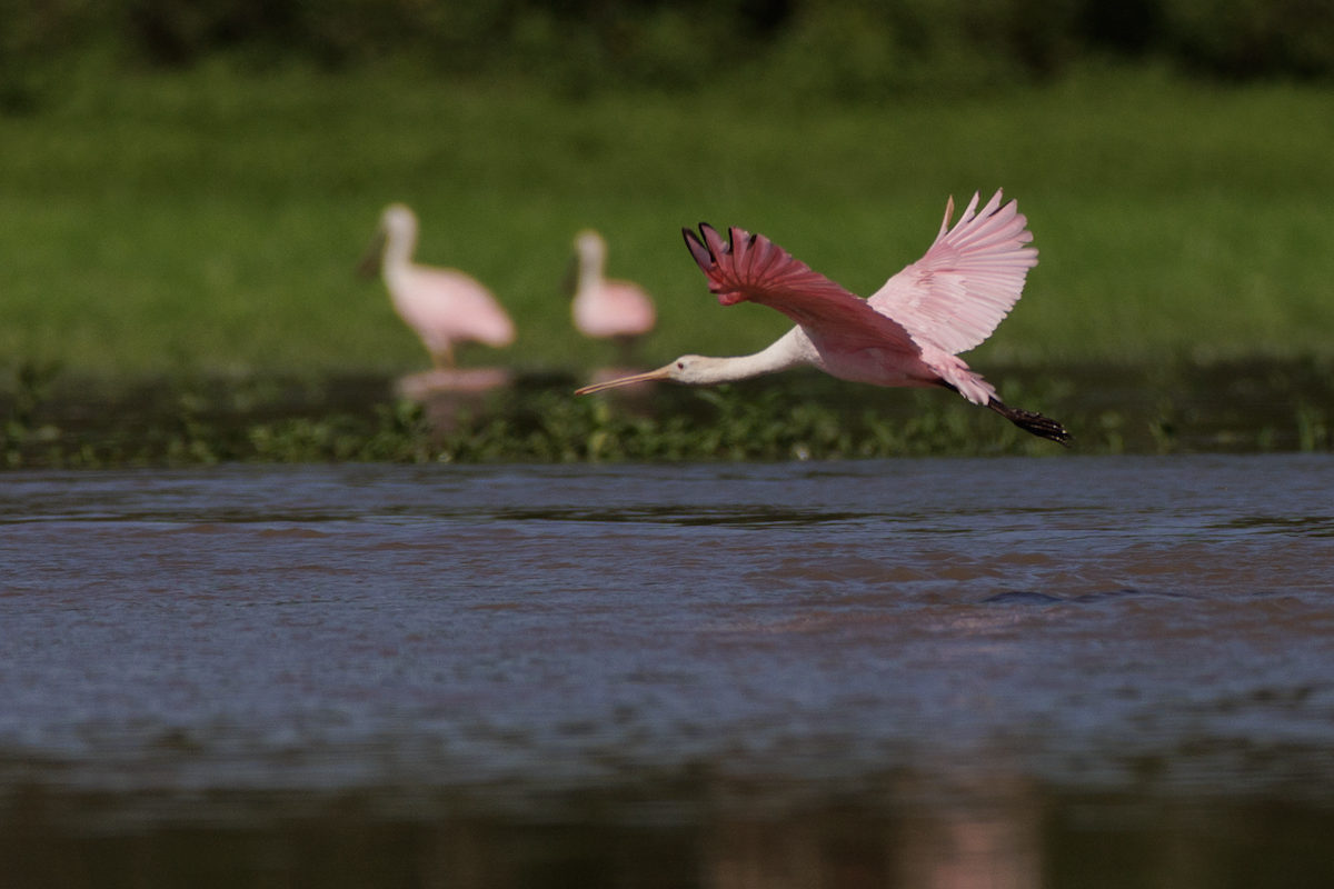 rosenskjestork - ML621482151