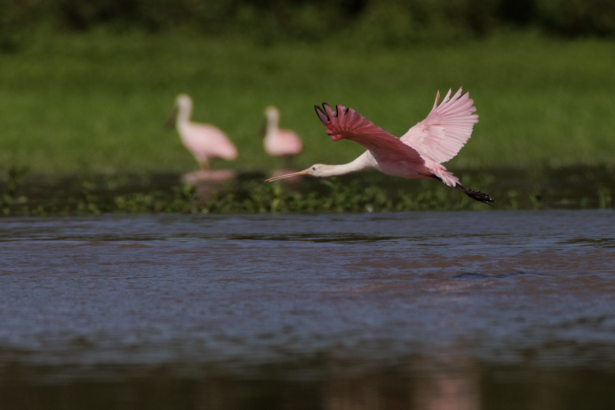 Roseate Spoonbill - ML621482151