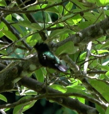 Antillean Crested Hummingbird - Michelle McKim