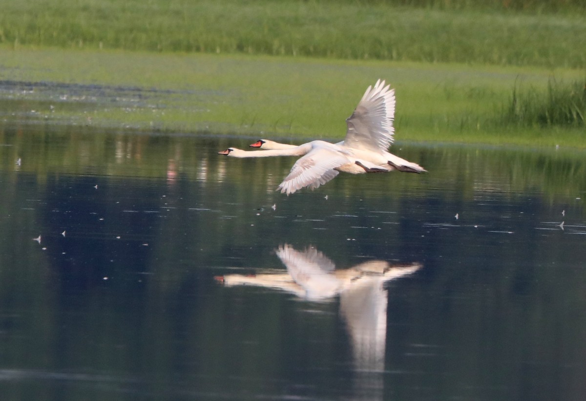 eBird Checklist - 14 Jul 2024 - Bombay Hook NWR--Parson Point Trail ...