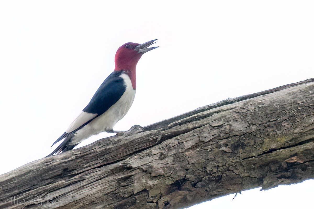 Red-headed Woodpecker - ML621482325