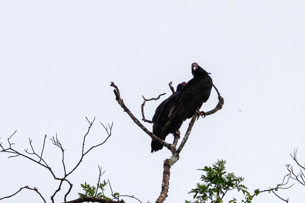 Turkey Vulture - ML621482376