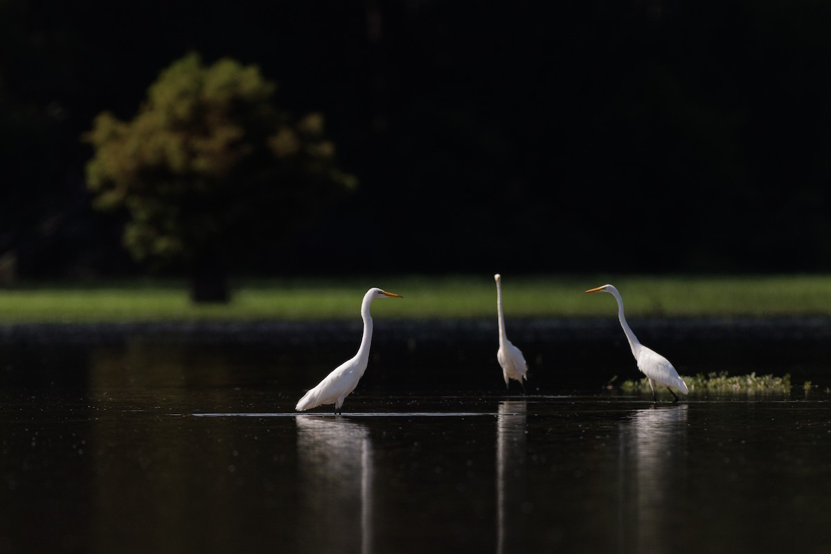 Great Egret - ML621482397