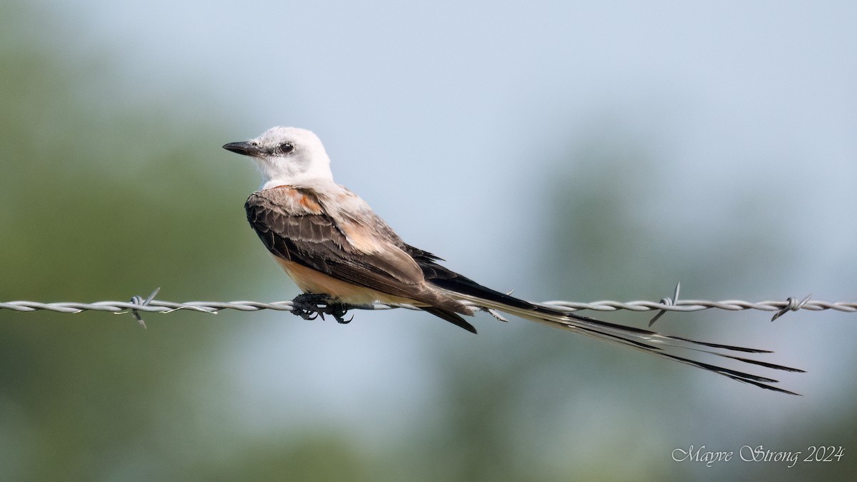 Scissor-tailed Flycatcher - ML621482445