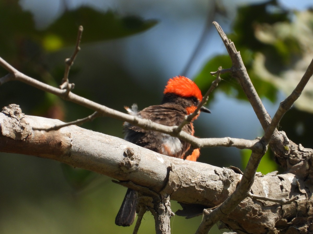 Vermilion Flycatcher - ML621482488