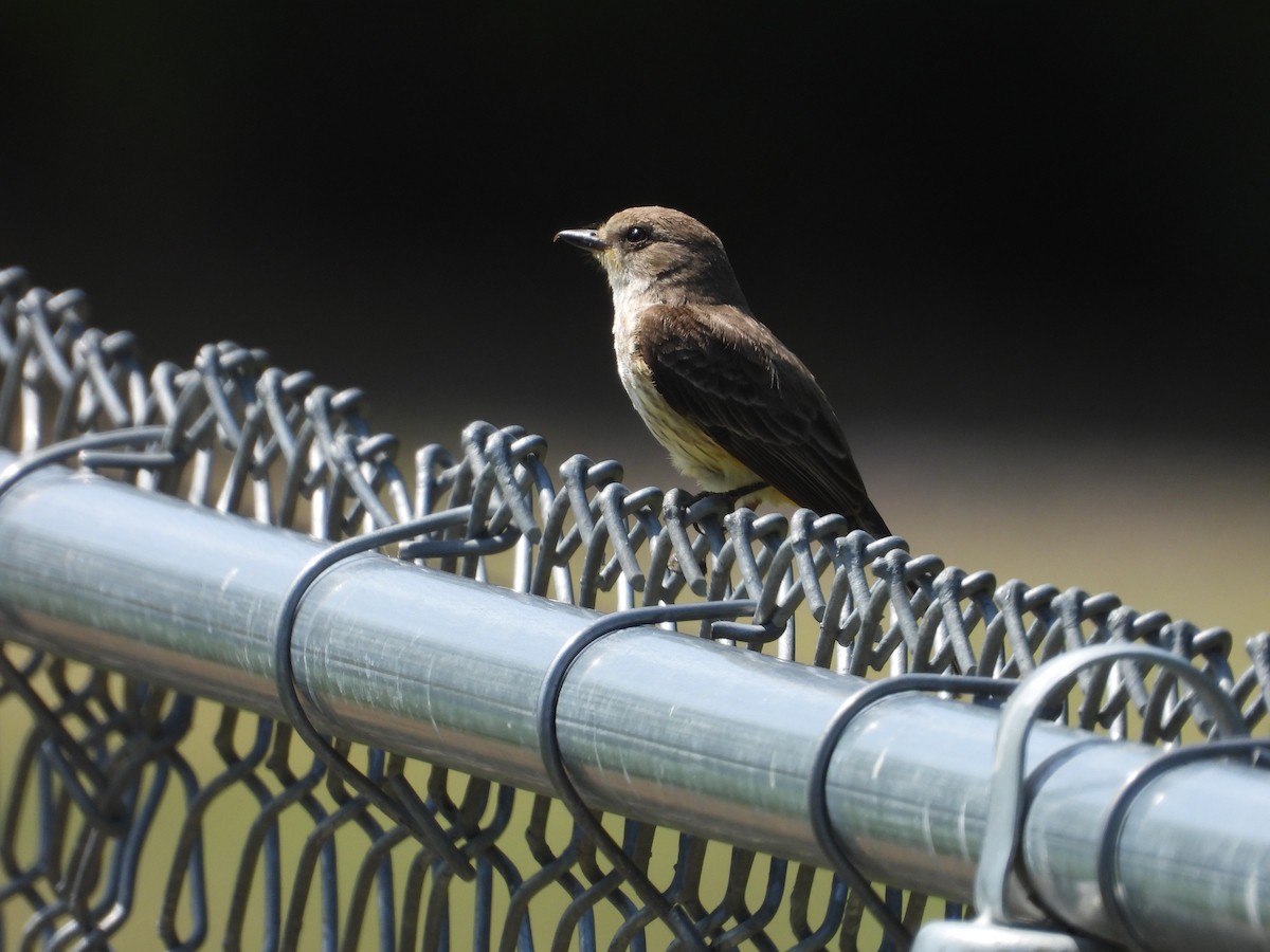 Vermilion Flycatcher - ML621482490