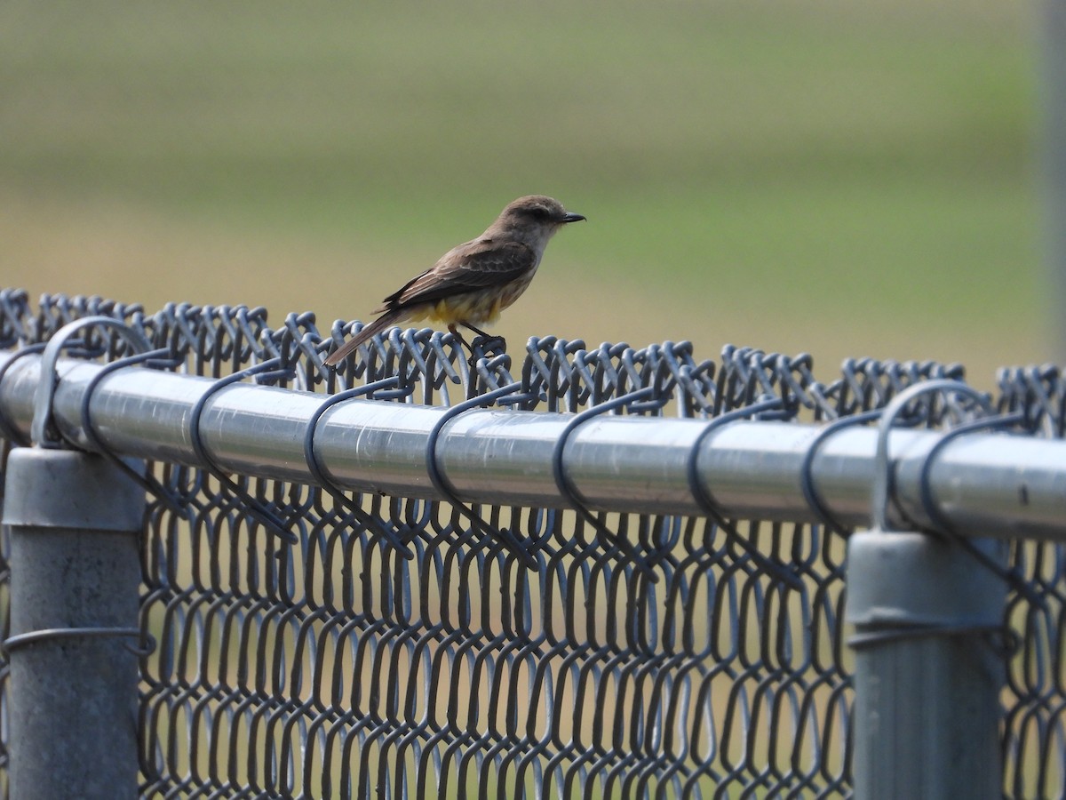 Vermilion Flycatcher - ML621482491