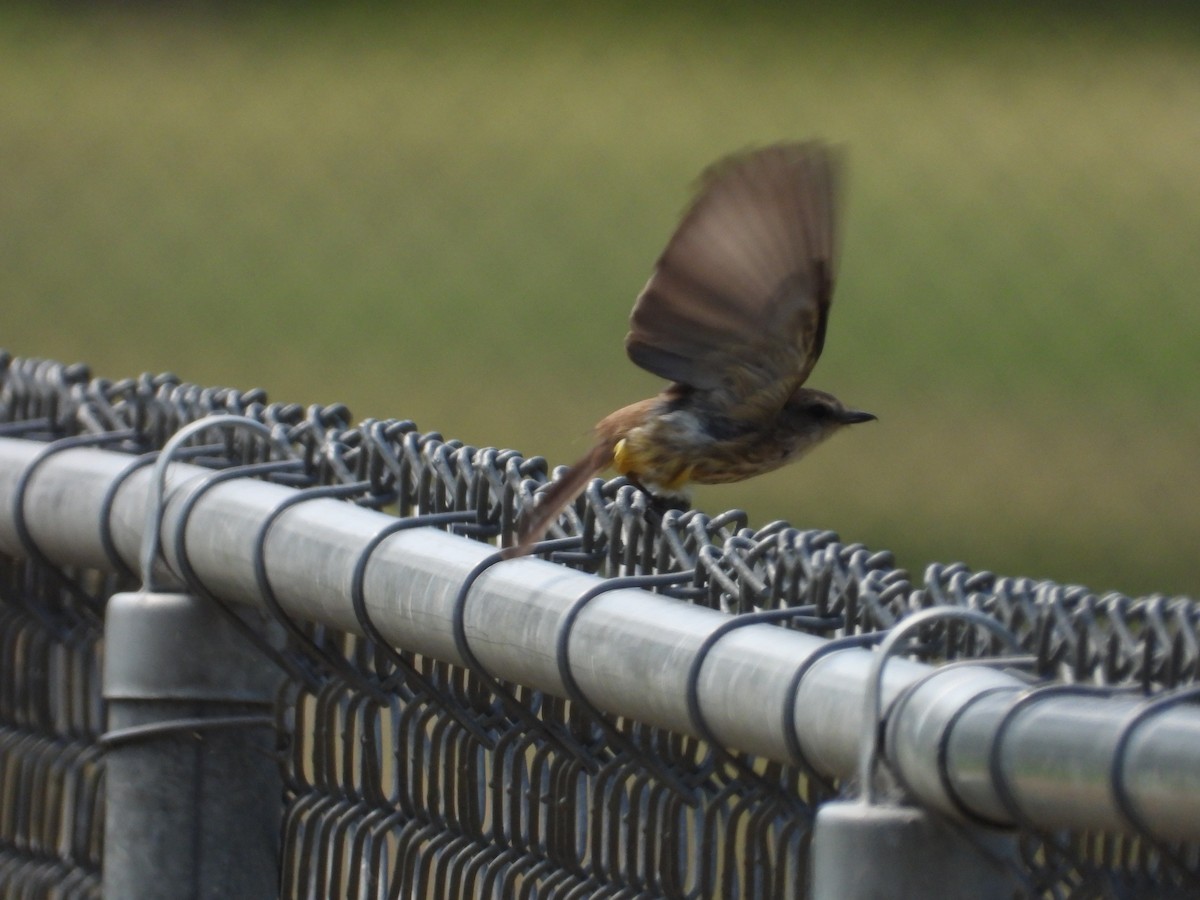 Vermilion Flycatcher - ML621482495