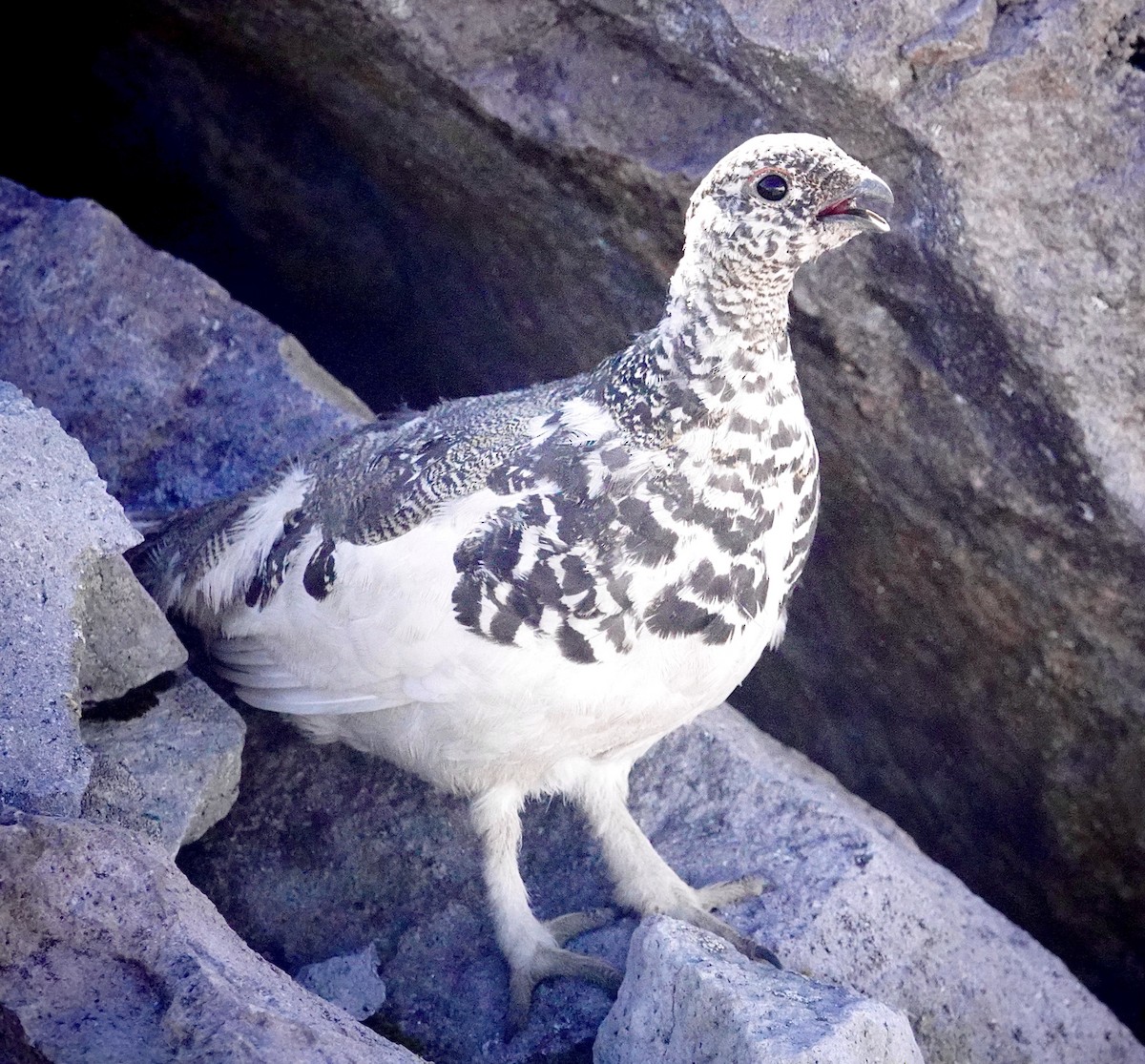 White-tailed Ptarmigan - ML621482501