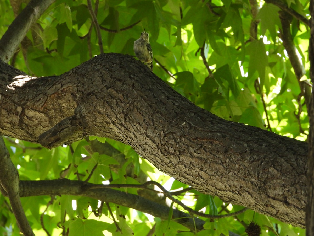 White-breasted Nuthatch - ML621482519