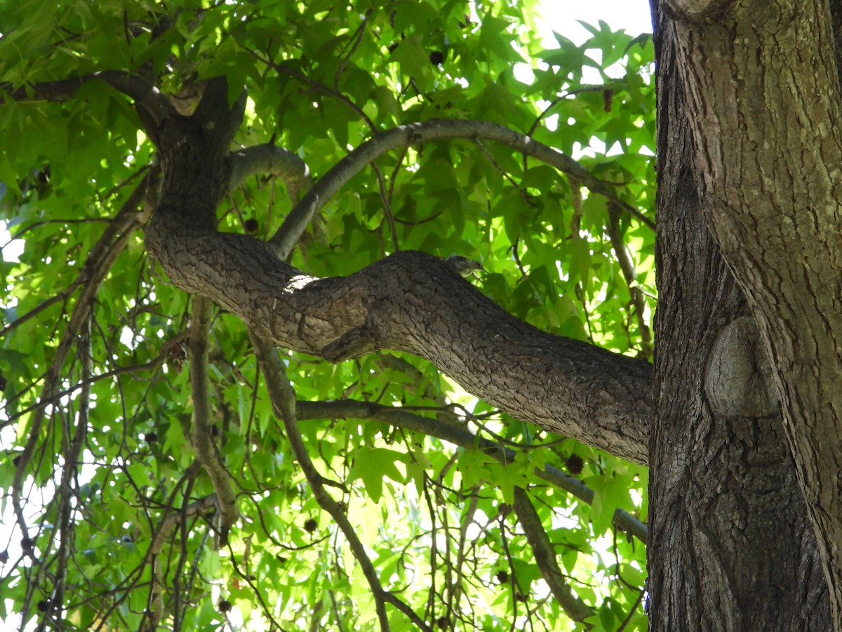 White-breasted Nuthatch - ML621482520