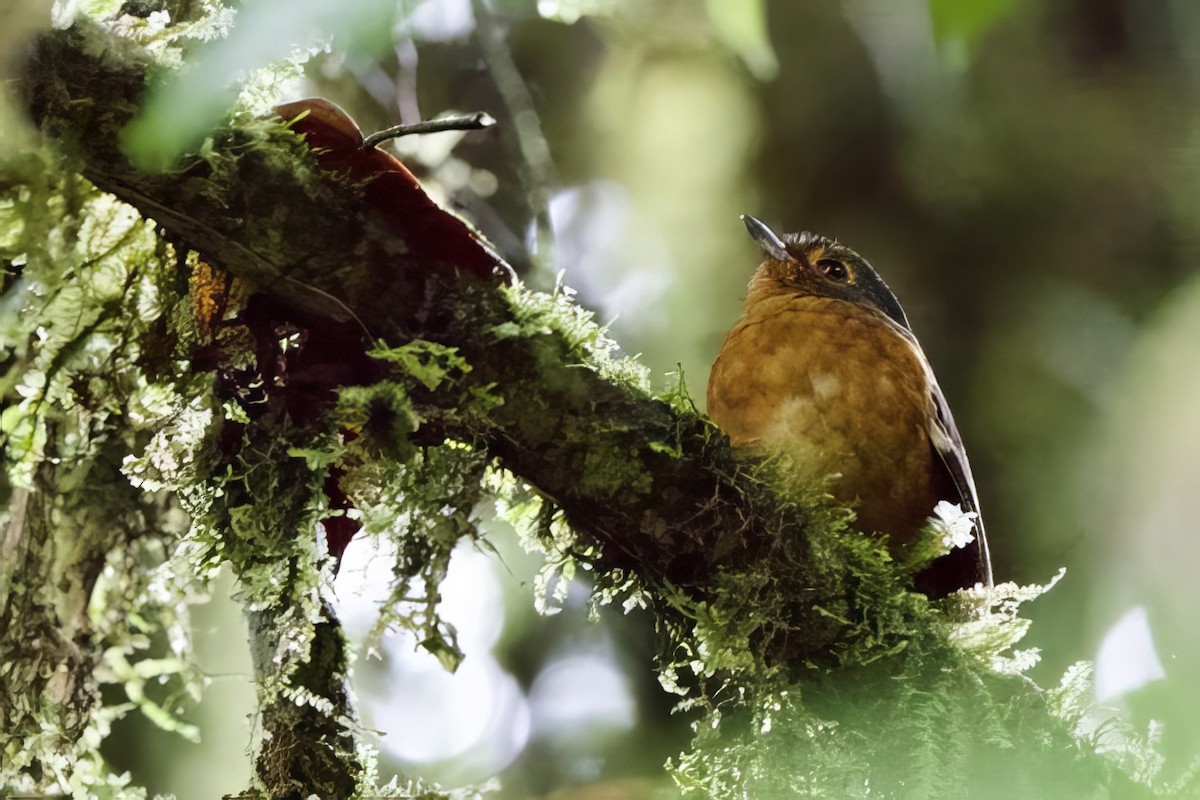Slate-crowned Antpitta (Slate-crowned) - ML621482524