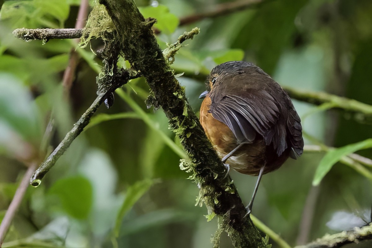 Slate-crowned Antpitta (Slate-crowned) - ML621482525
