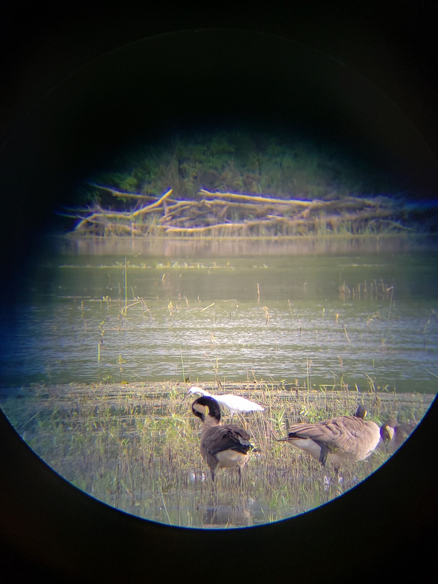 Little Blue Heron - ML621482871