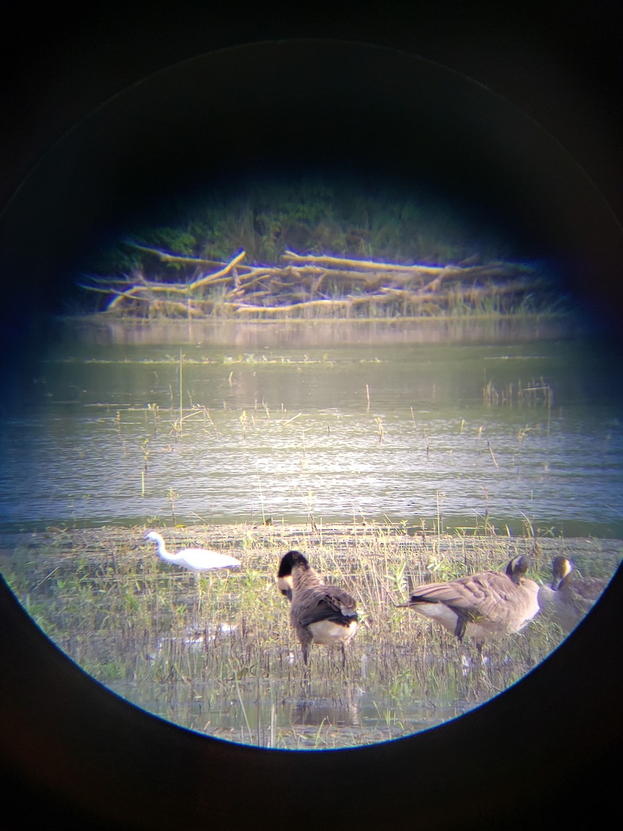 Little Blue Heron - ML621482883