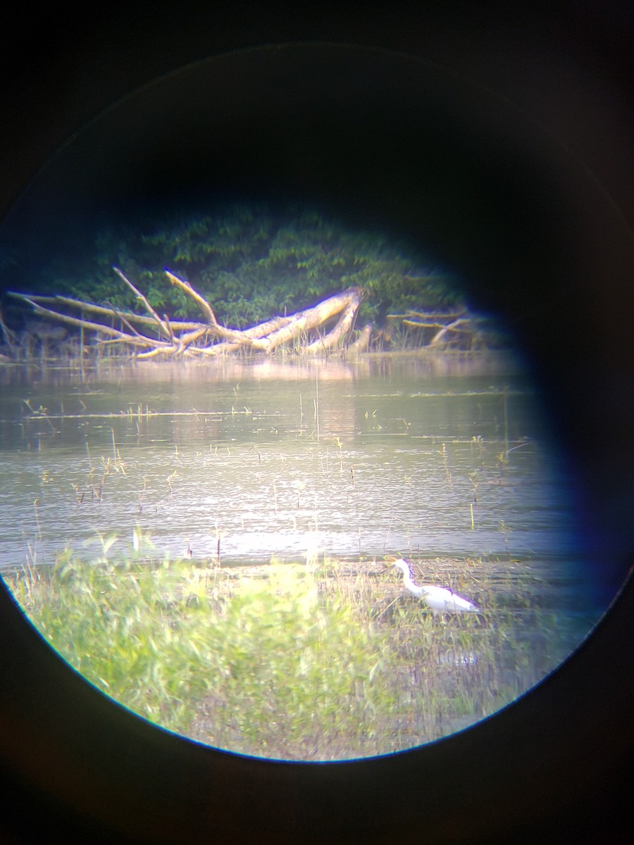 Little Blue Heron - ML621482911