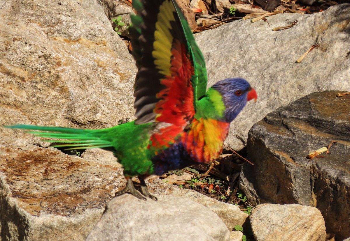 Rainbow Lorikeet - Becky Marvil