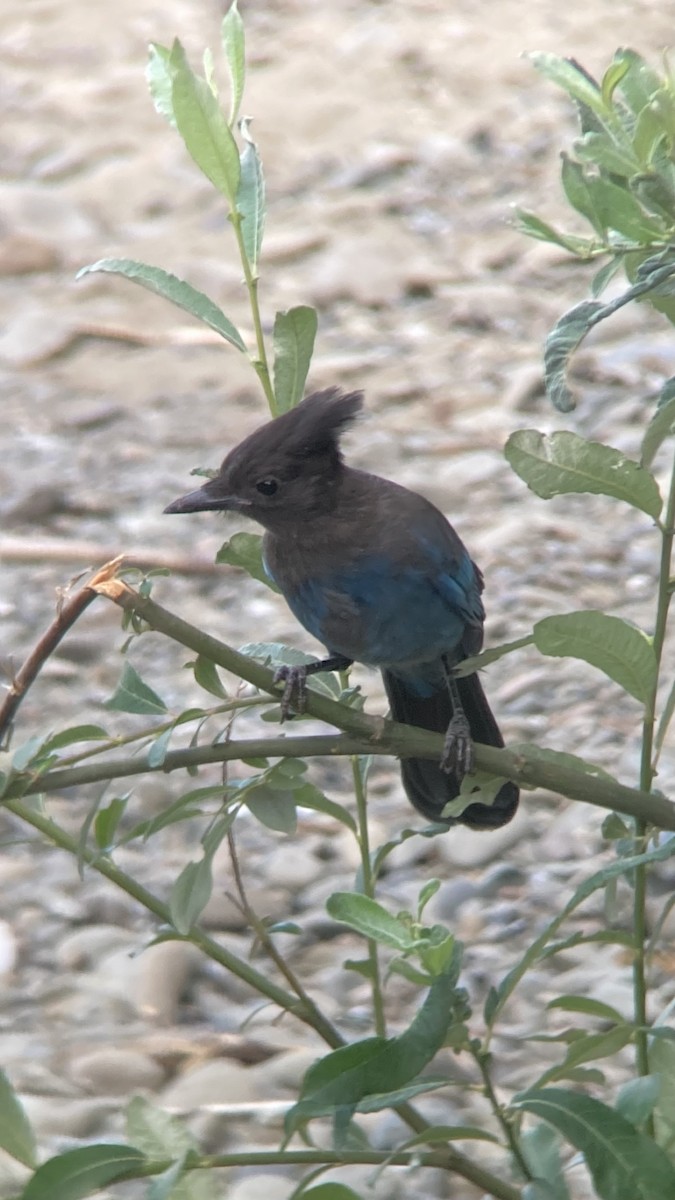 Steller's Jay - ML621482915