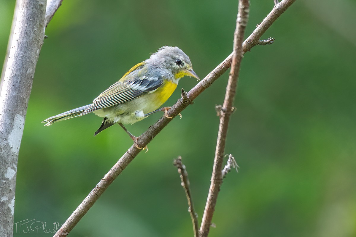 Northern Parula - ML621482931