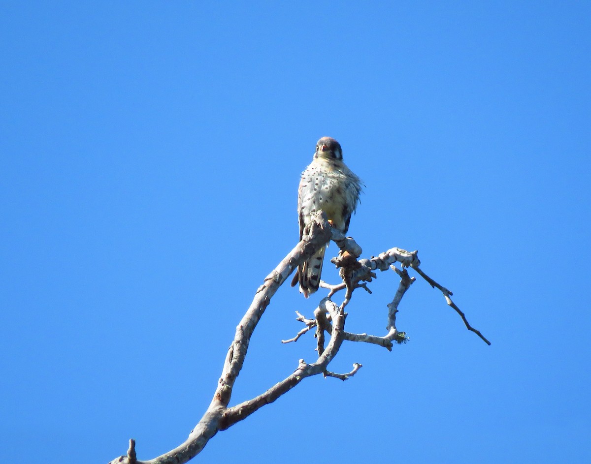 American Kestrel - ML621482944