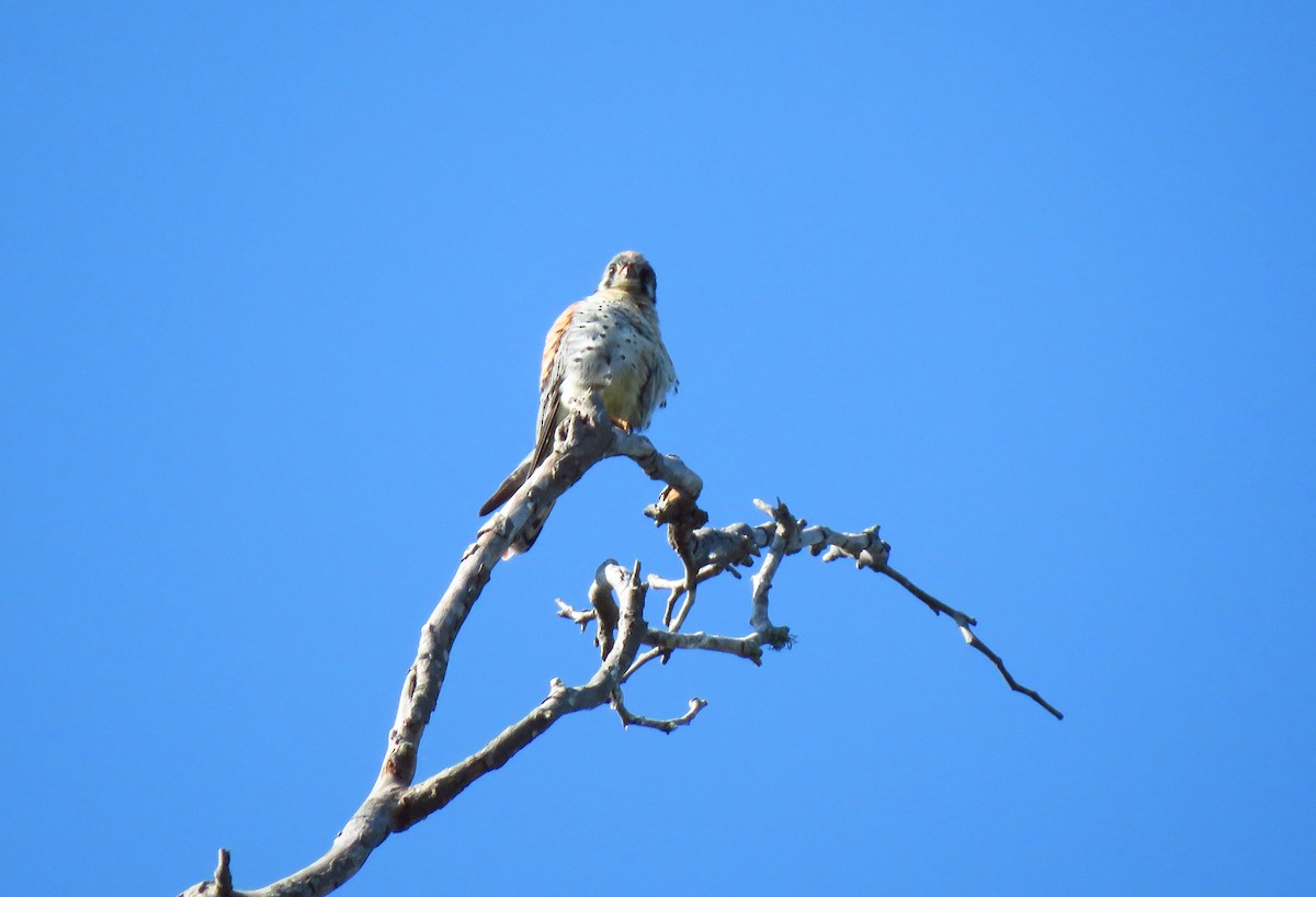 American Kestrel - ML621482945