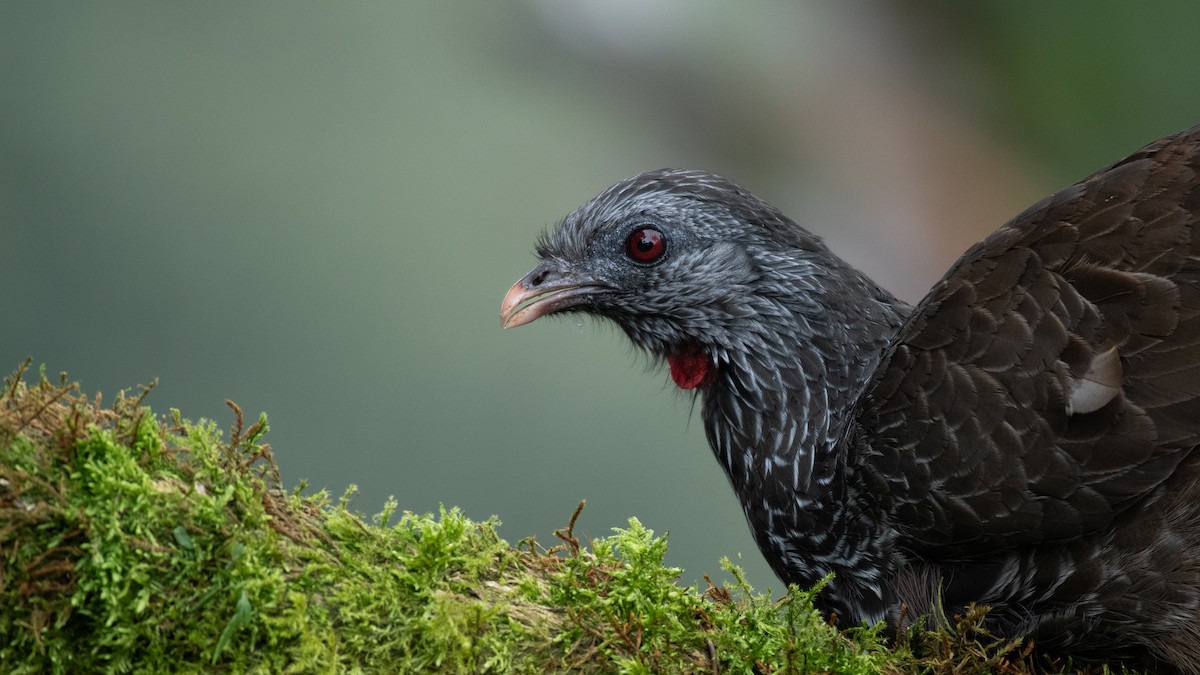 Andean Guan - ML621482974