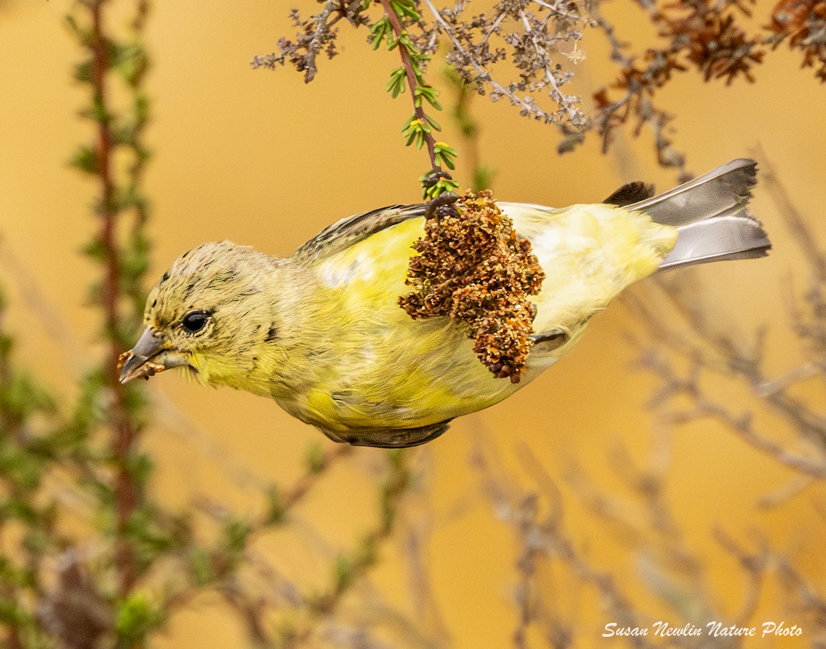 Lesser Goldfinch - ML621482981