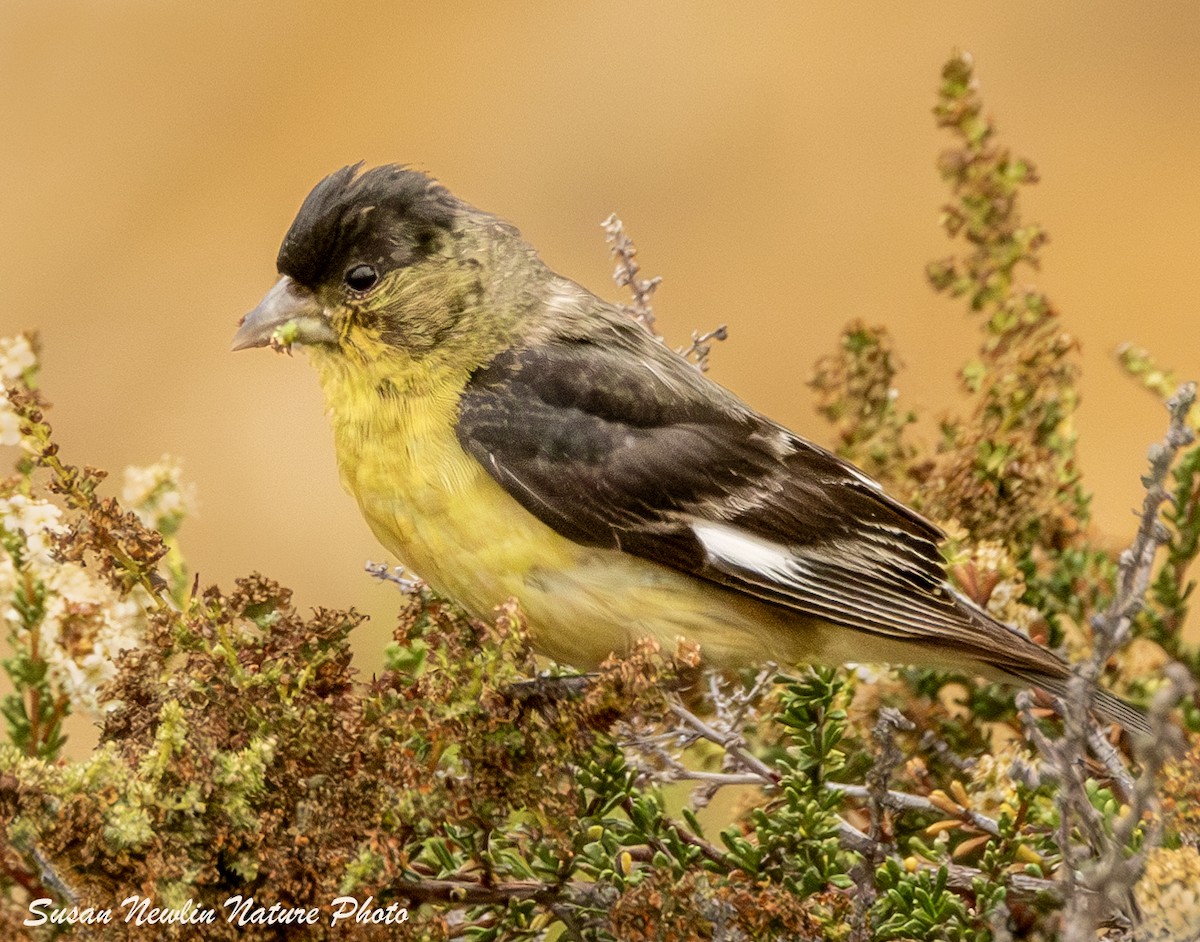 Lesser Goldfinch - ML621482982