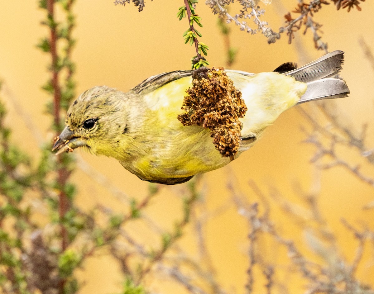 Lesser Goldfinch - ML621482983