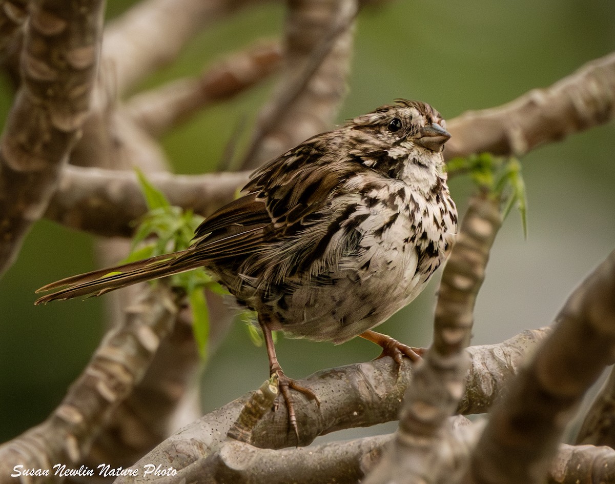 Song Sparrow - ML621483013