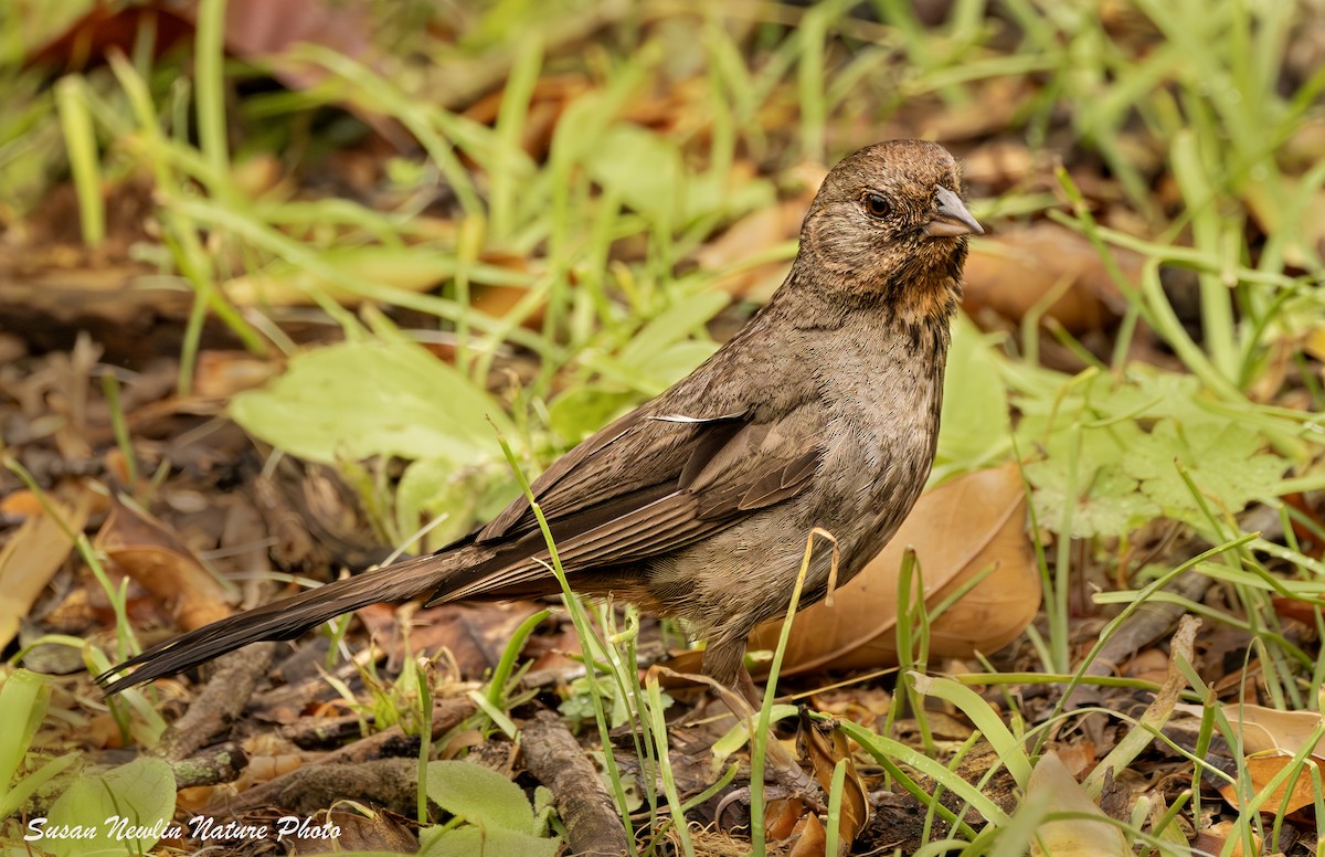 California Towhee - Susan Newlin