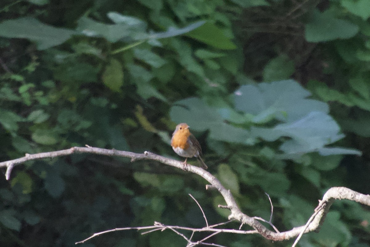 European Robin - ML621483076