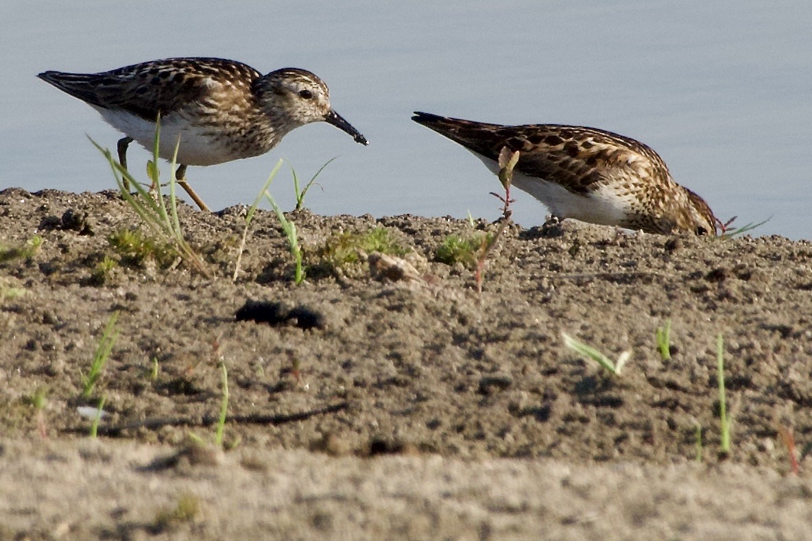 Least Sandpiper - ML621483100