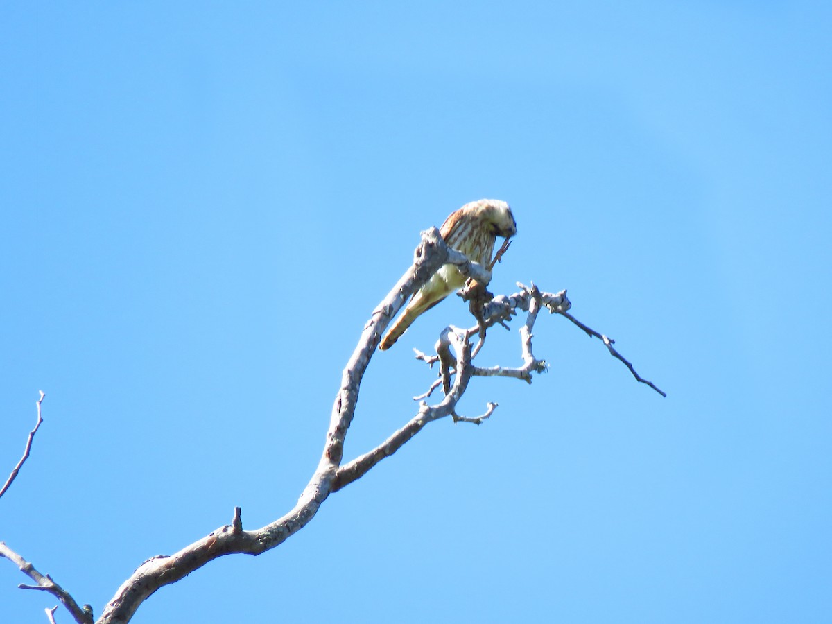 American Kestrel - ML621483124