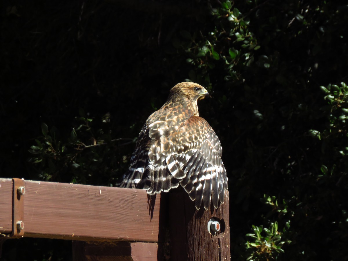 Red-shouldered Hawk - ML621483133