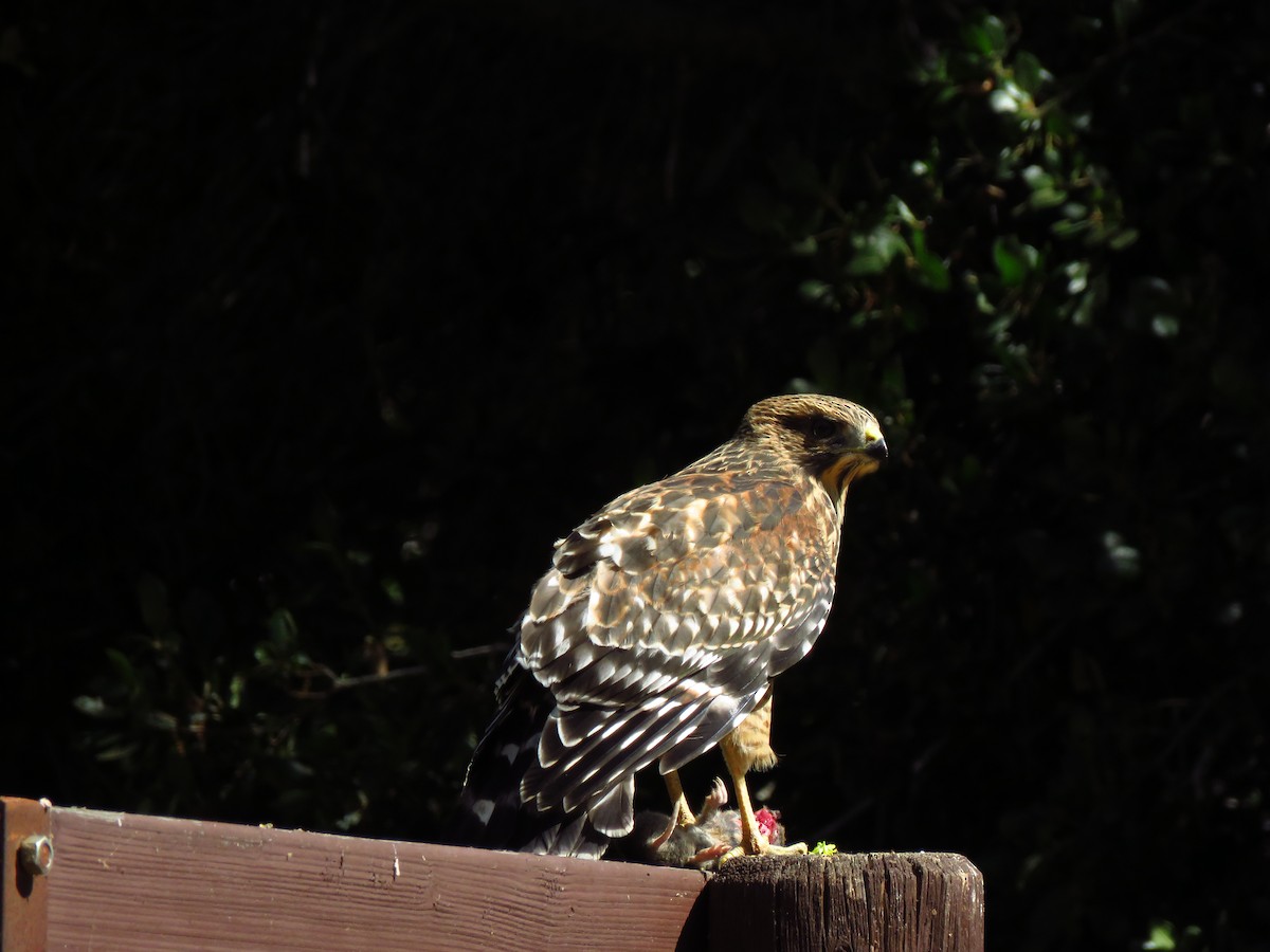 Red-shouldered Hawk - ML621483134