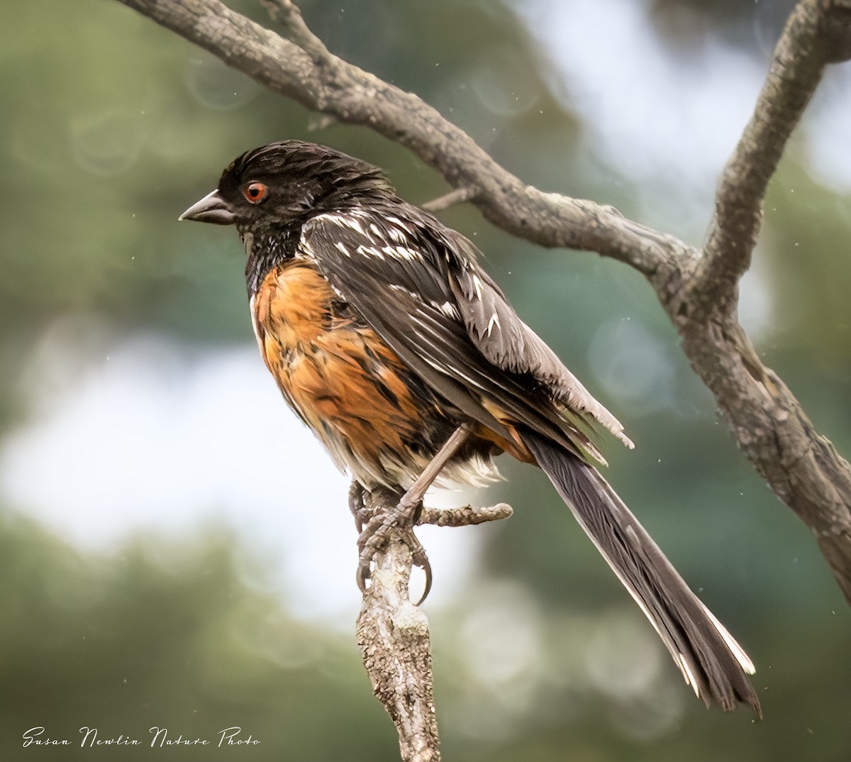 Spotted Towhee - ML621483143