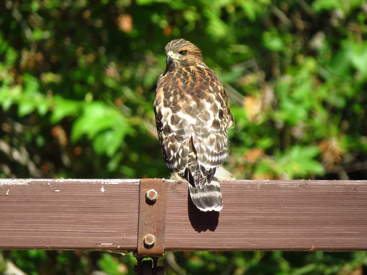 Red-shouldered Hawk - ML621483144