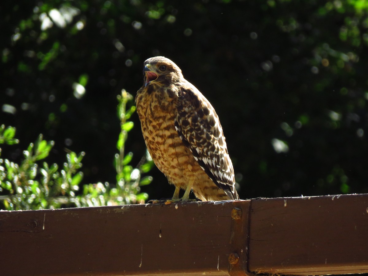 Red-shouldered Hawk - Lisa Larson