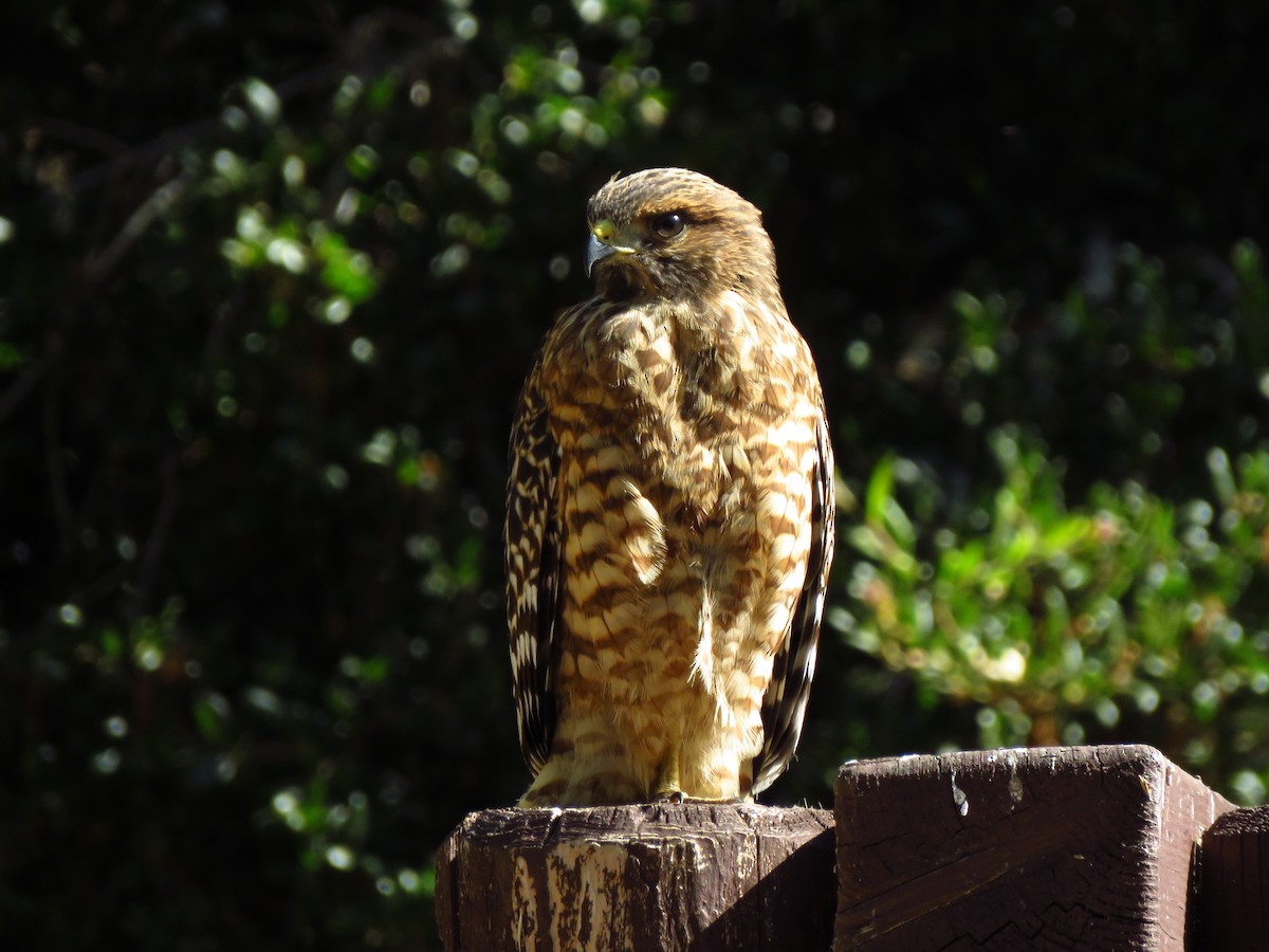 Red-shouldered Hawk - ML621483170